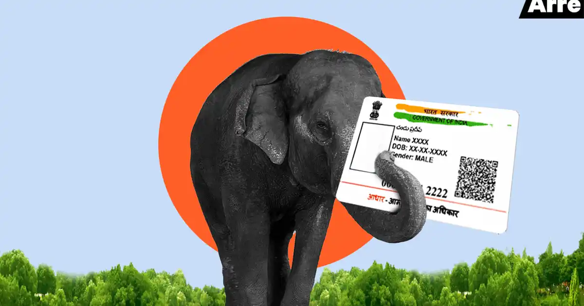 $3 Indian Elephant Endangered Species & India Flag Phone Card 
